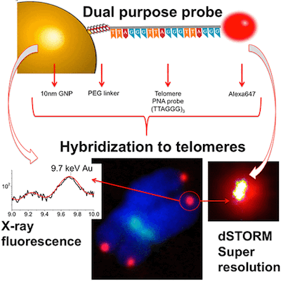 Measuring Telomeres