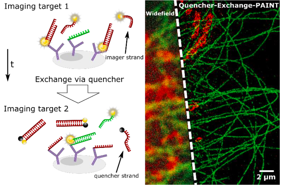 Quencher-Exchange-PAINT