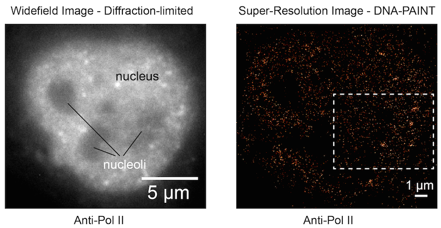 Pol II super-resolution imaging