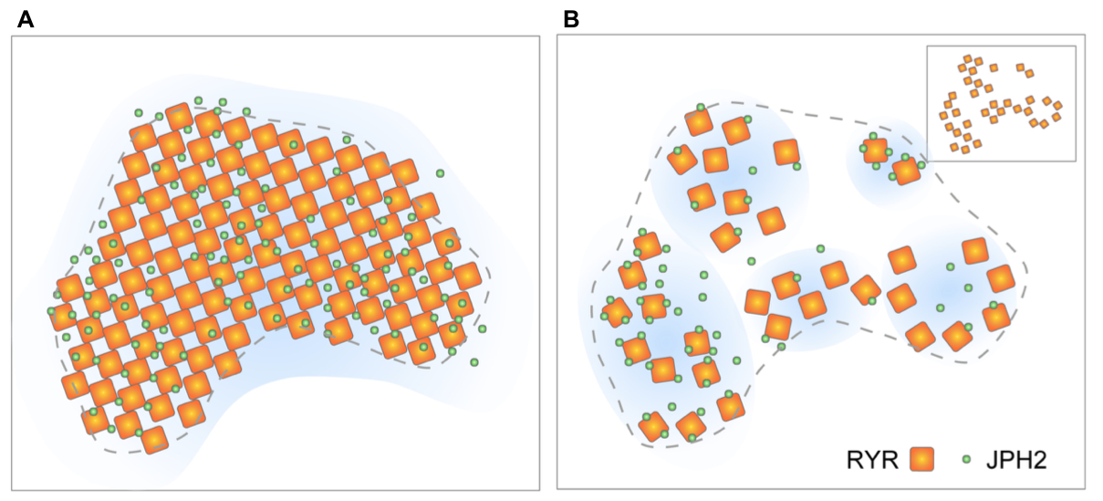 RyR cluster models