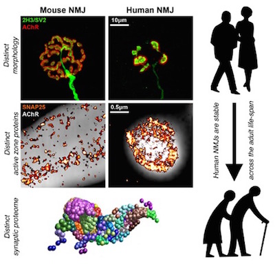 Human Neuromuscular Junctions