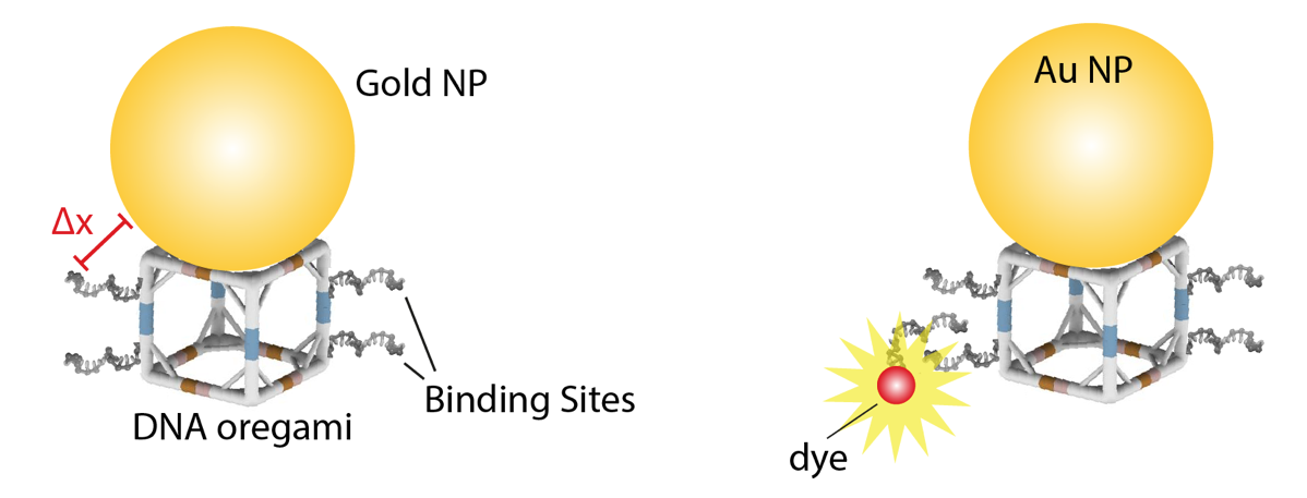Au NP DNA Origami