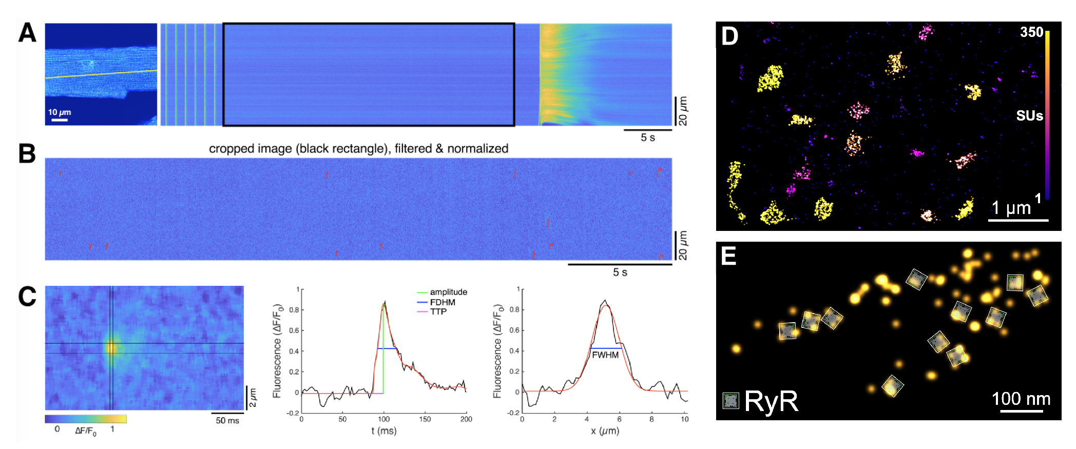 Ca2+ sparks and MINFLUX RyR clusters
